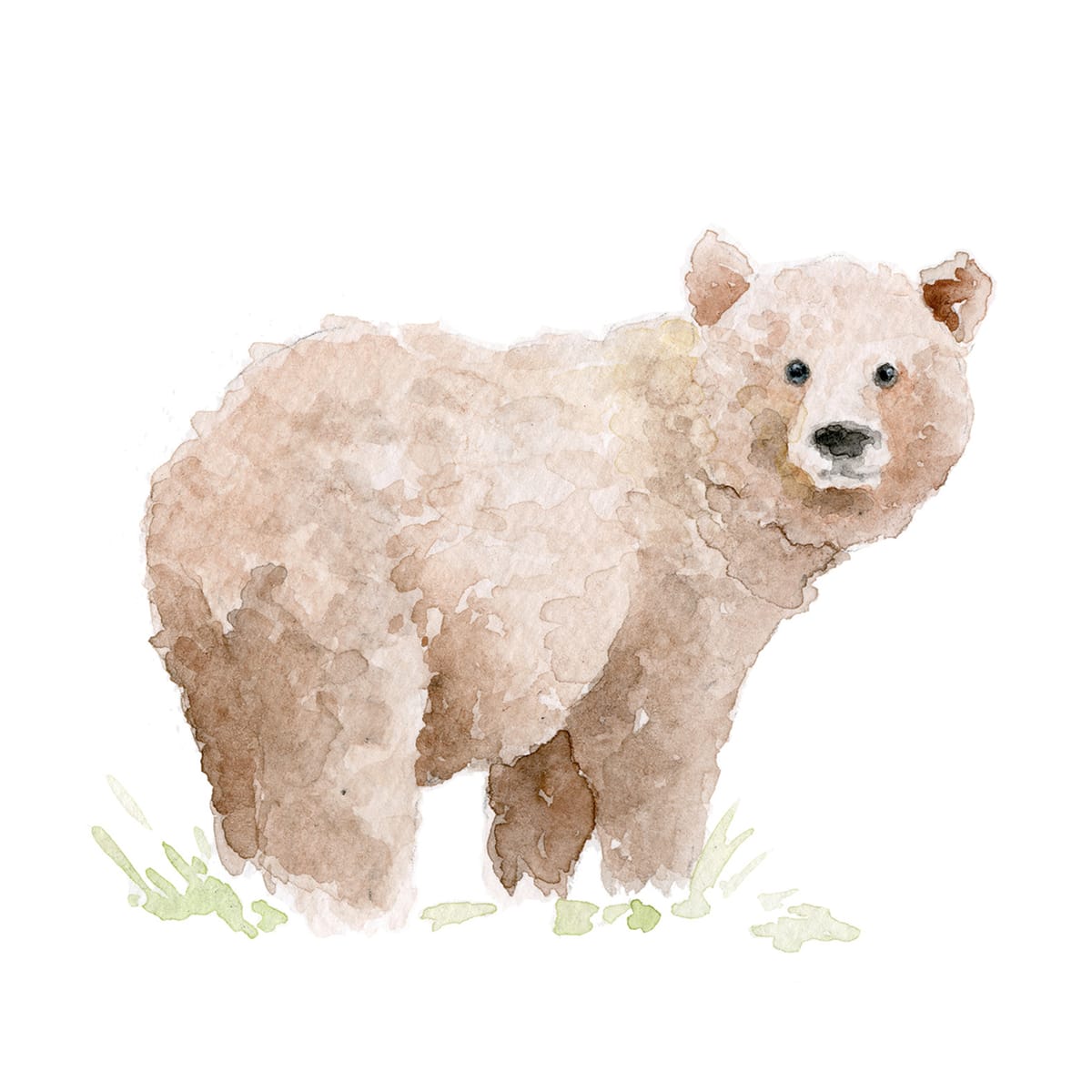 Brown bear