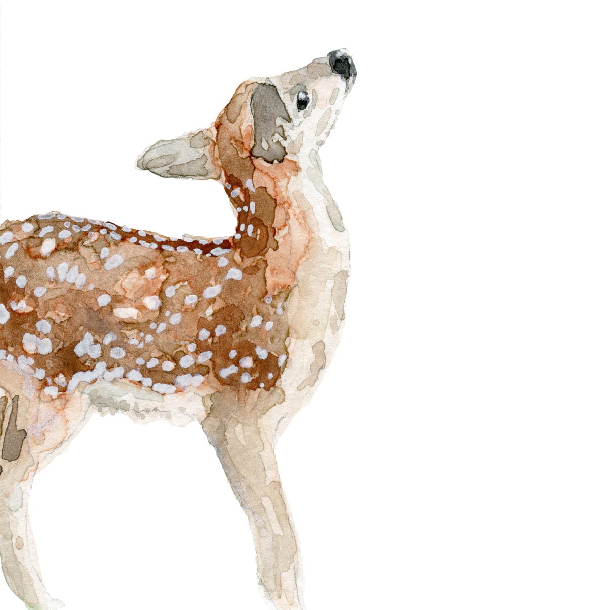 Watercolor nursery print — A spotted fawn turning its face up toward the light — a tender woodland deer watercolor for nurseries and gentle forest-themed rooms.