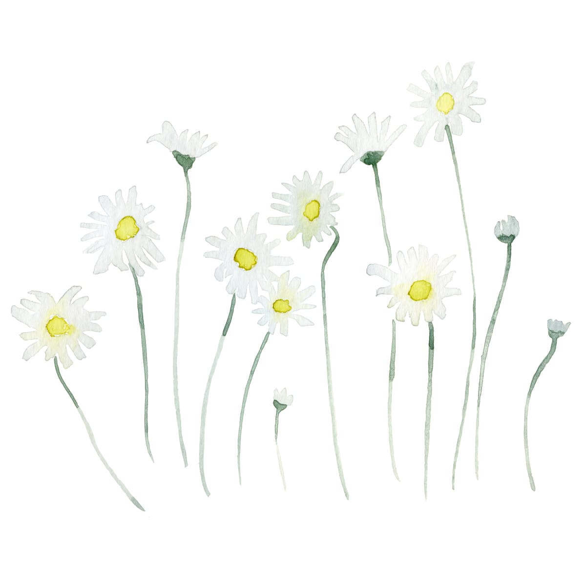 A loose scatter of white field daisies on long thin stems — a fresh meadow watercolor for cottagecore kitchens and country interiors.