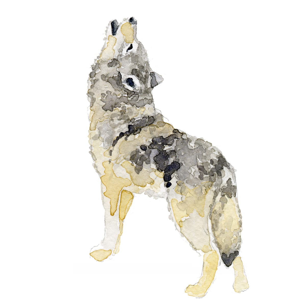 Howling wolf