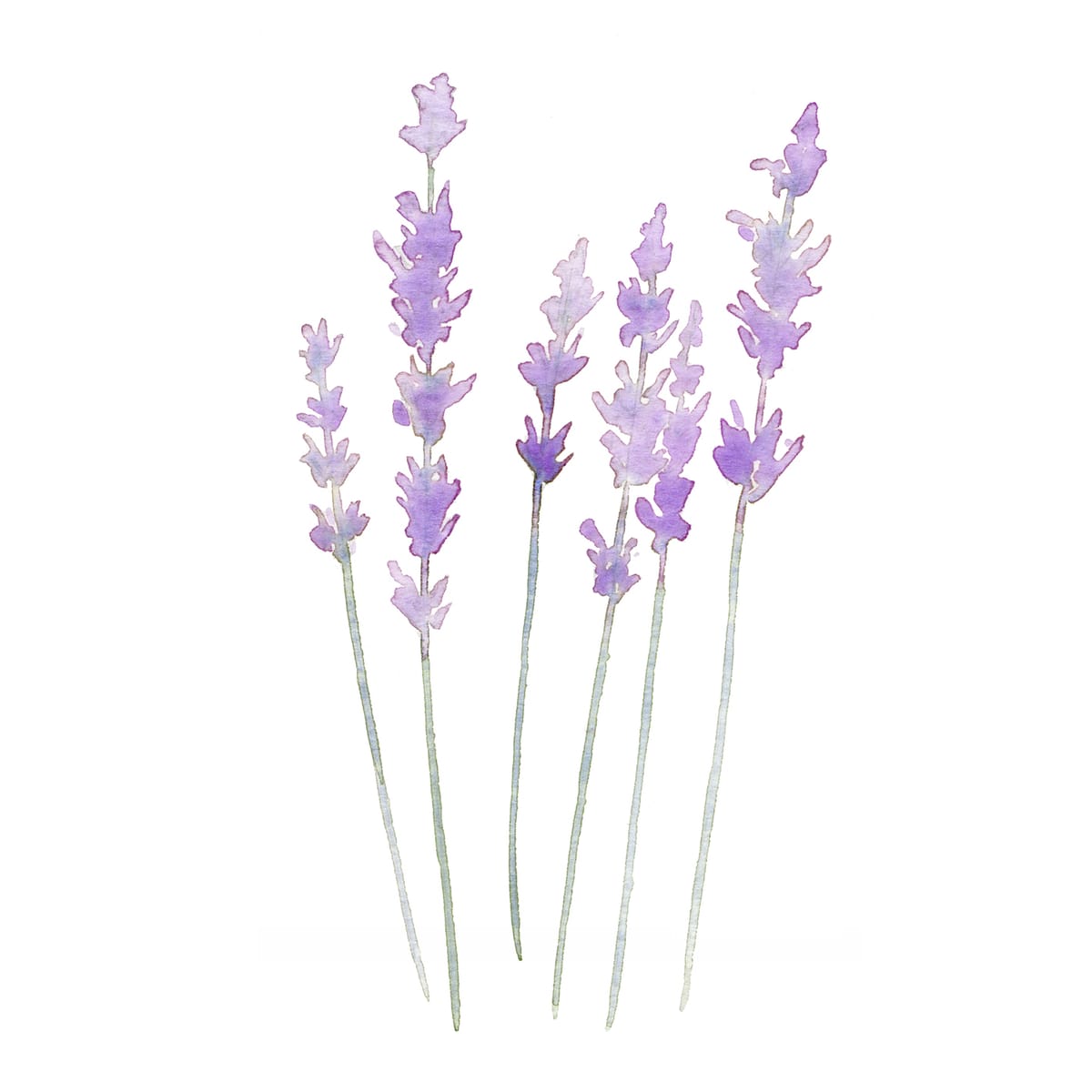A modest bunch of lavender drying in still air — a calming herbal botanical watercolor for farmhouse kitchens, bathrooms, and reading corners.