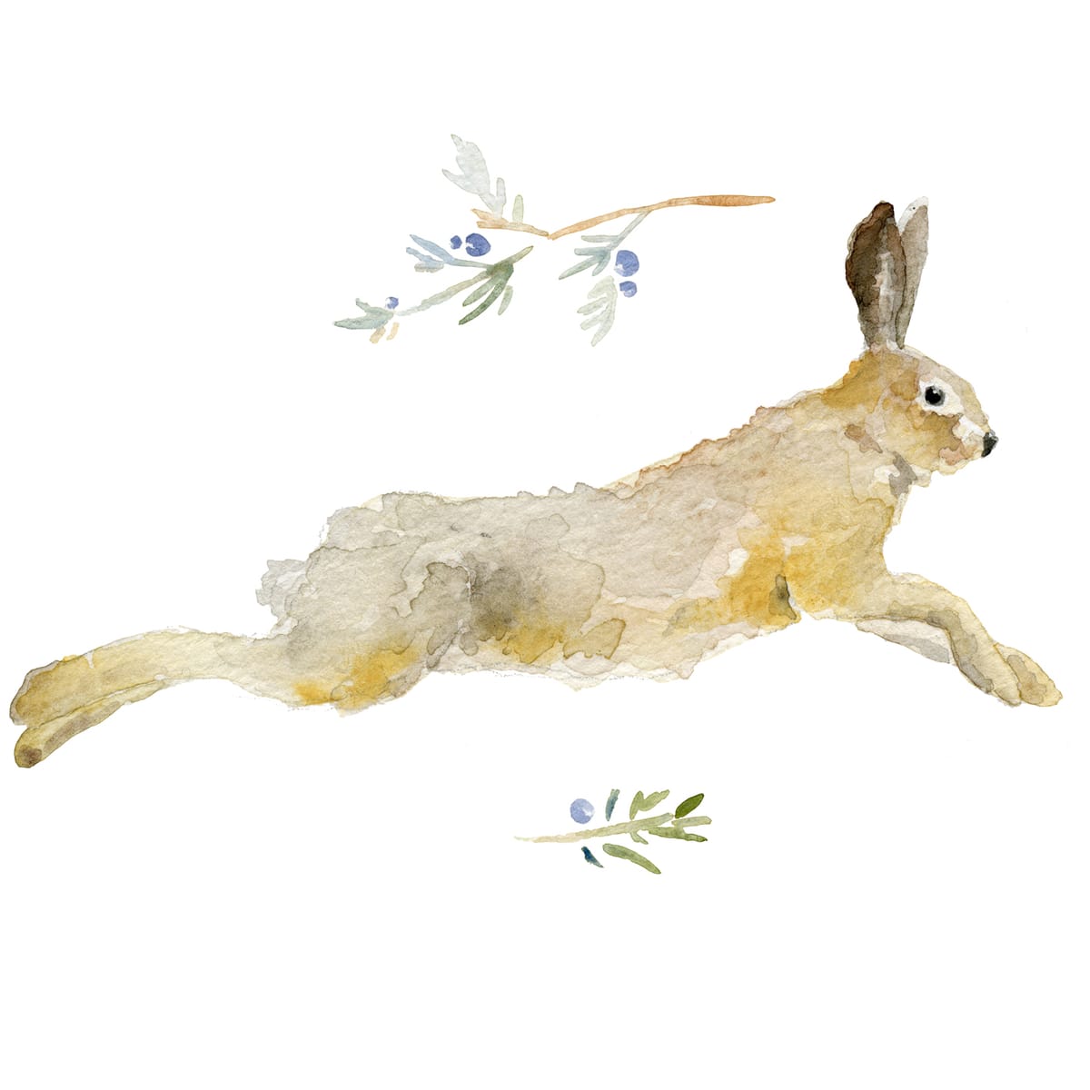 Leaping hare