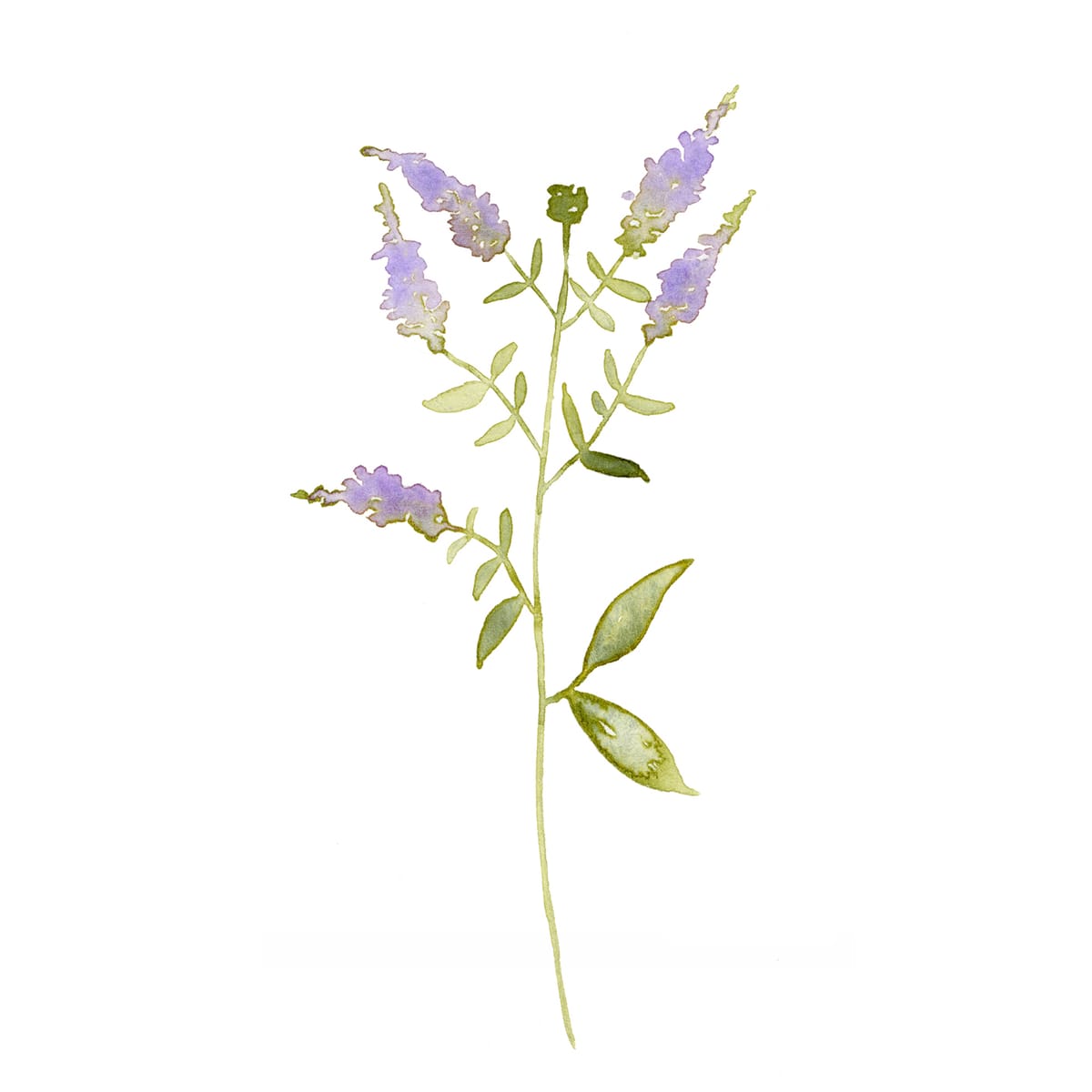 A tall wild salvia stem with soft purple flower spikes — a calm cottagecore botanical watercolor for bedrooms, entryways, and reading nooks.