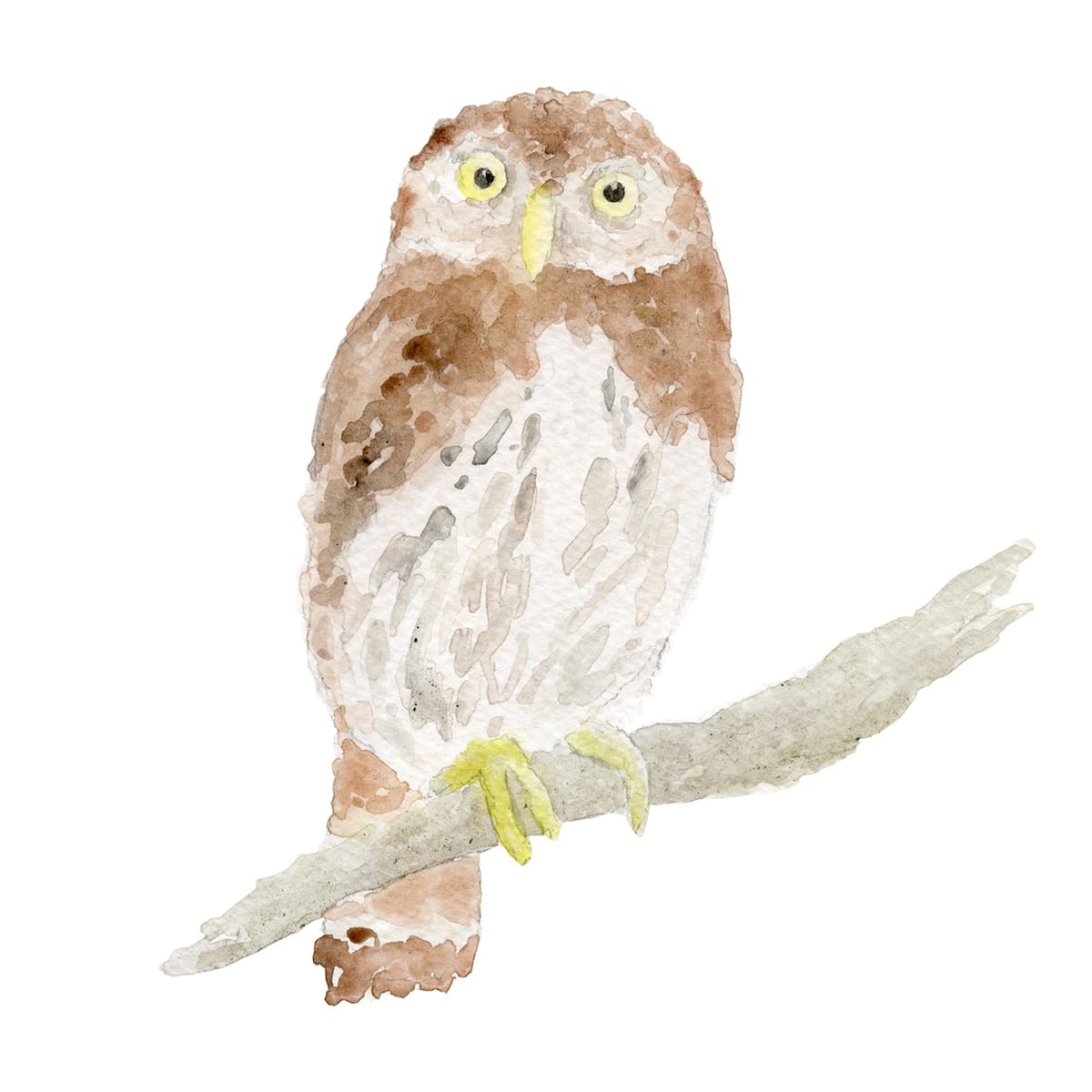 A round little owl watching from a low branch — a softly painted woodland owl watercolor for nurseries and whimsical gallery walls.