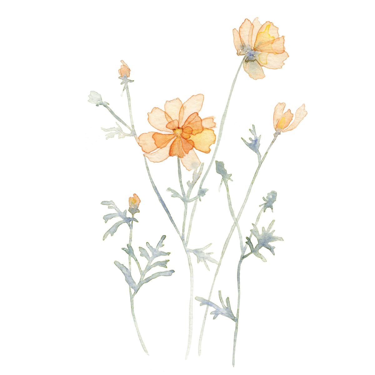 Soft orange Cosmos on slender swaying stems — a delicate cottagecore botanical watercolor for sunlit windows and quiet corners.