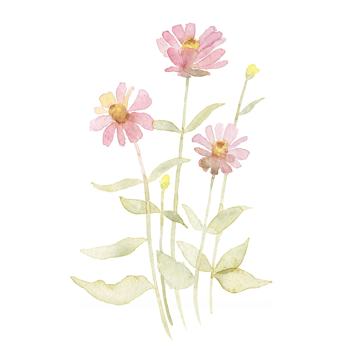Three pink zinnias rising from soft green leaves — a cheerful summer floral watercolor for cottagecore walls and bright kitchens.