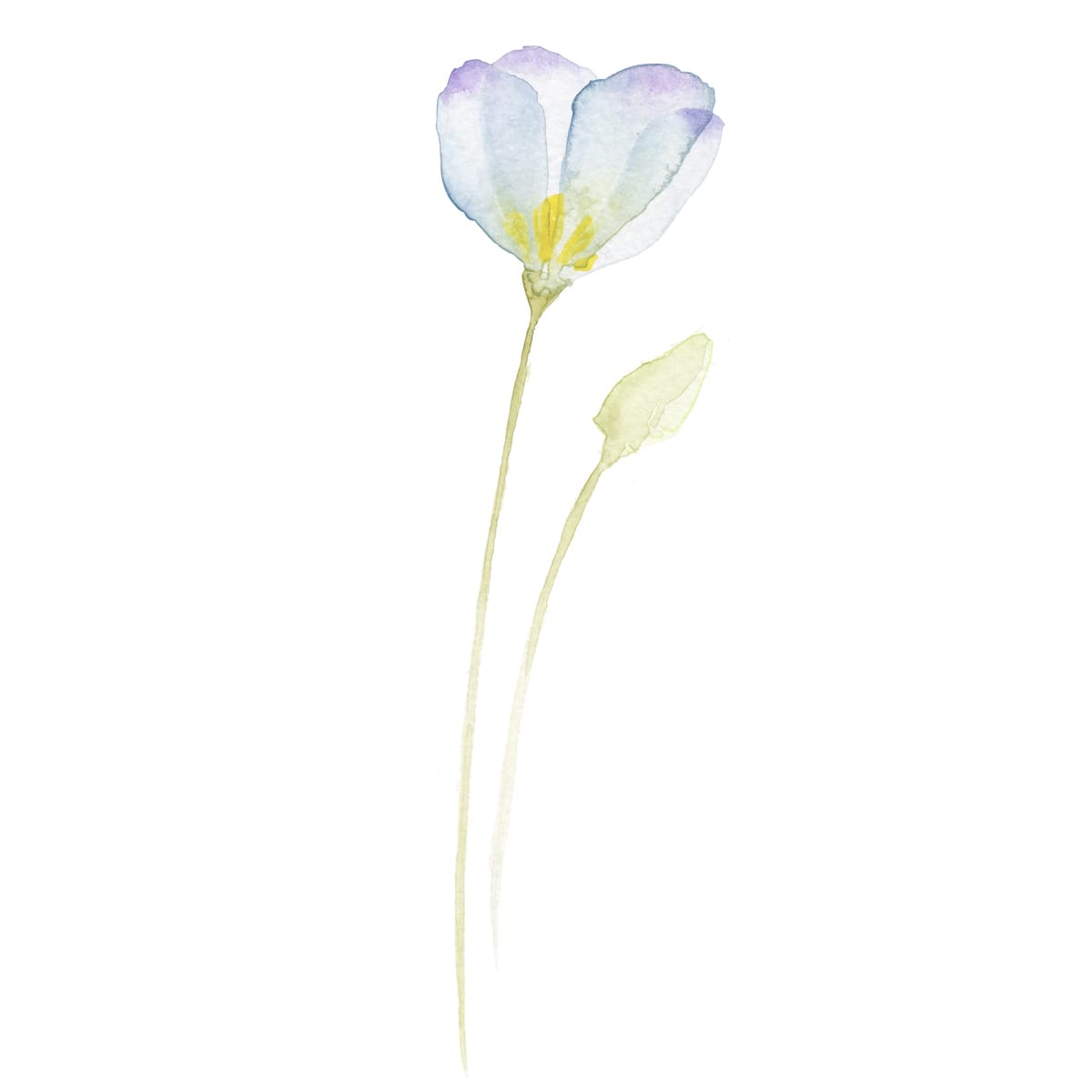 One pale poppy and its bud on slim leaning stems - a minimal botanical watercolor for serene bedrooms and minimalist gallery walls.