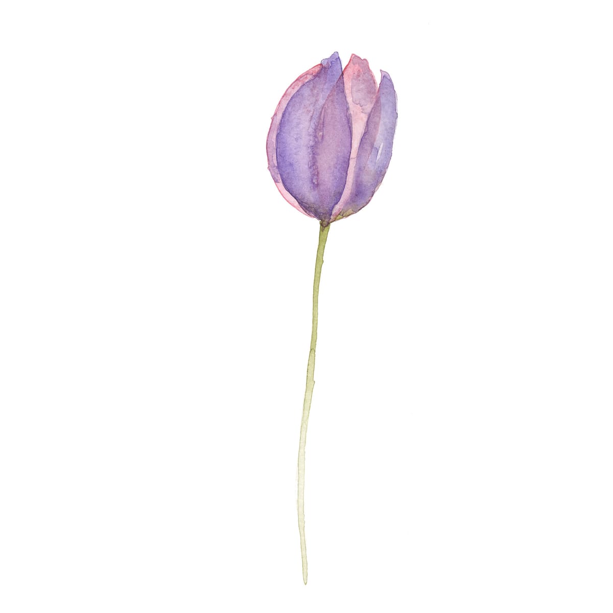 One tulip held closed in the cool of early morning — a spare floral watercolor for spring-toned rooms and minimalist arrangements.