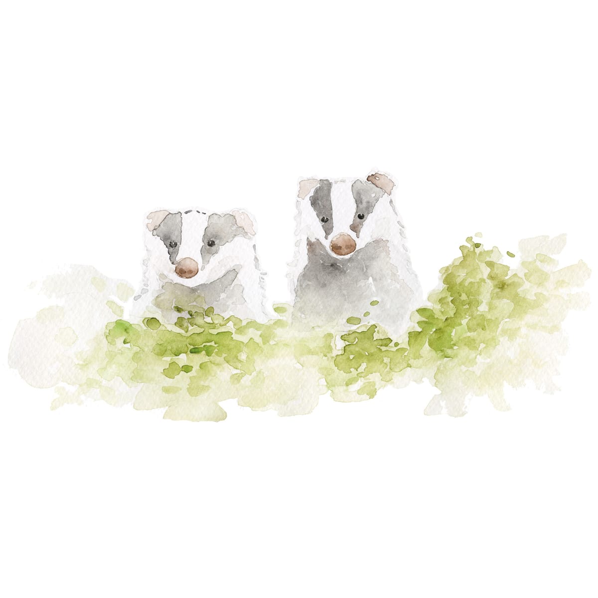 Two badgers