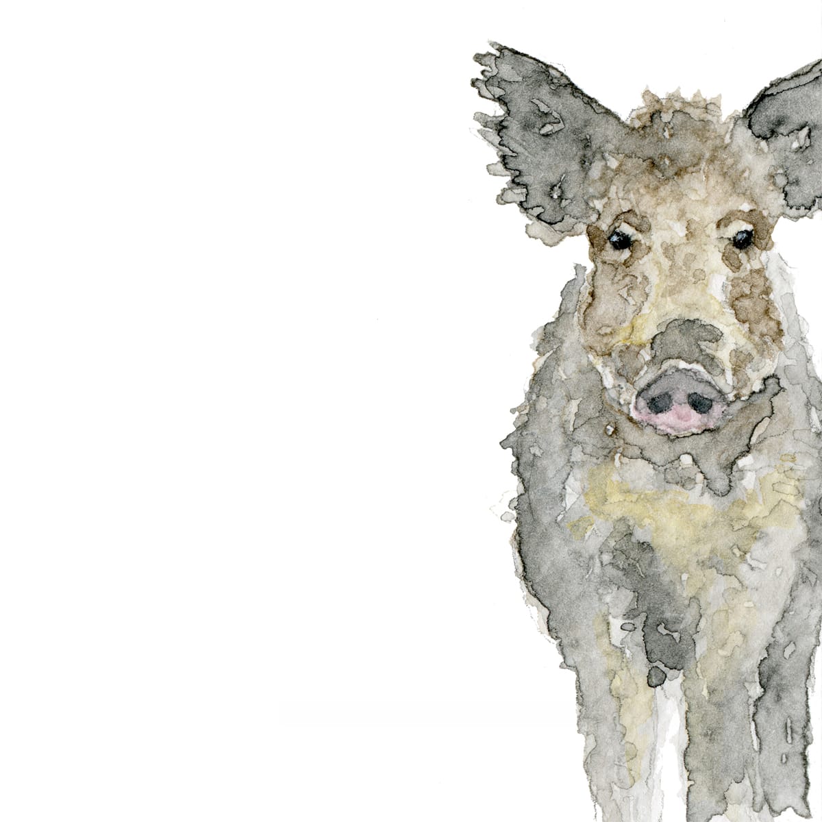 A young wild boar stepping in from the edge of the page — a curious woodland creature watercolor in the storybook nature tradition.