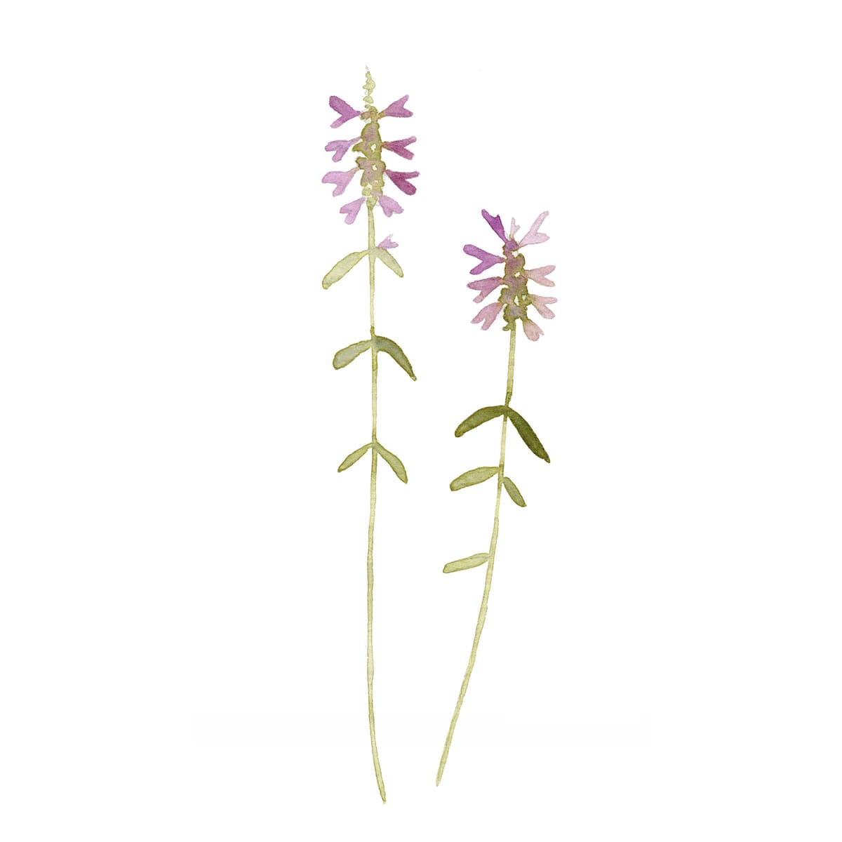 Delicate speedwell stems with tiny violet-blue blooms — a quiet wildflower botanical watercolor for studies, hallways, and small shelves.