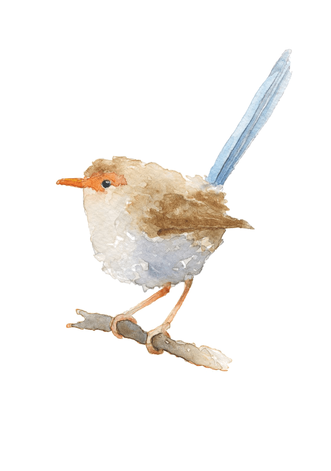 Wren